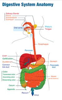 The Digestive System: Part I