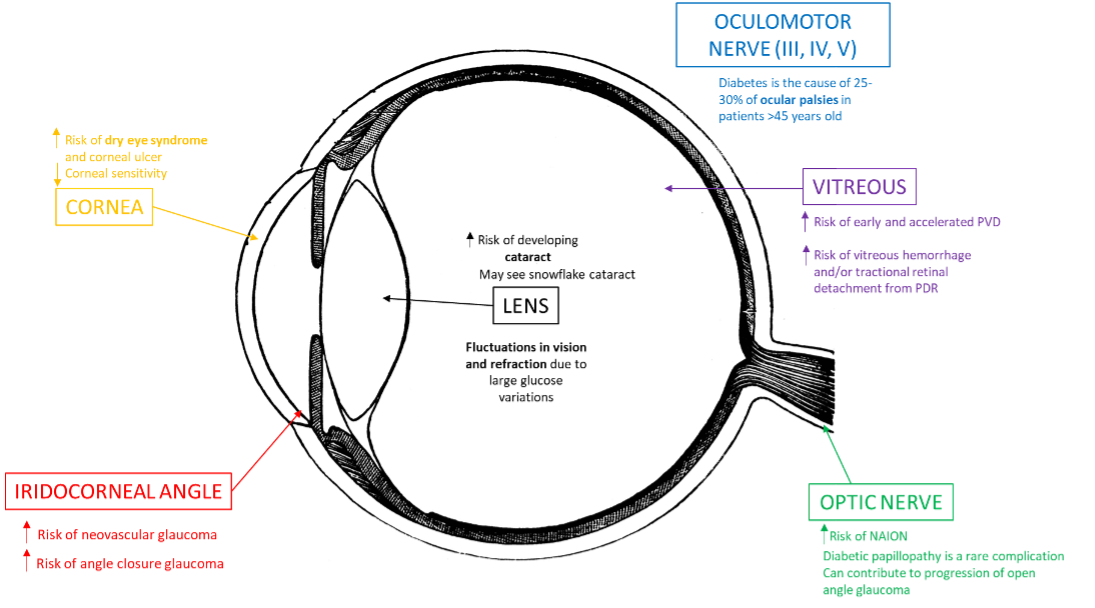 Fig. 1. Shown here are several nonretinal ocular complications that may present in patients with diabetes.