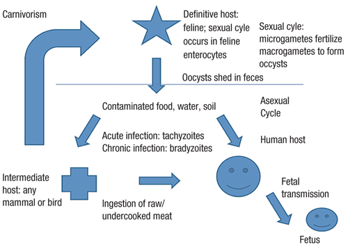 3. A general schematic of the T. gondii life cycle.
