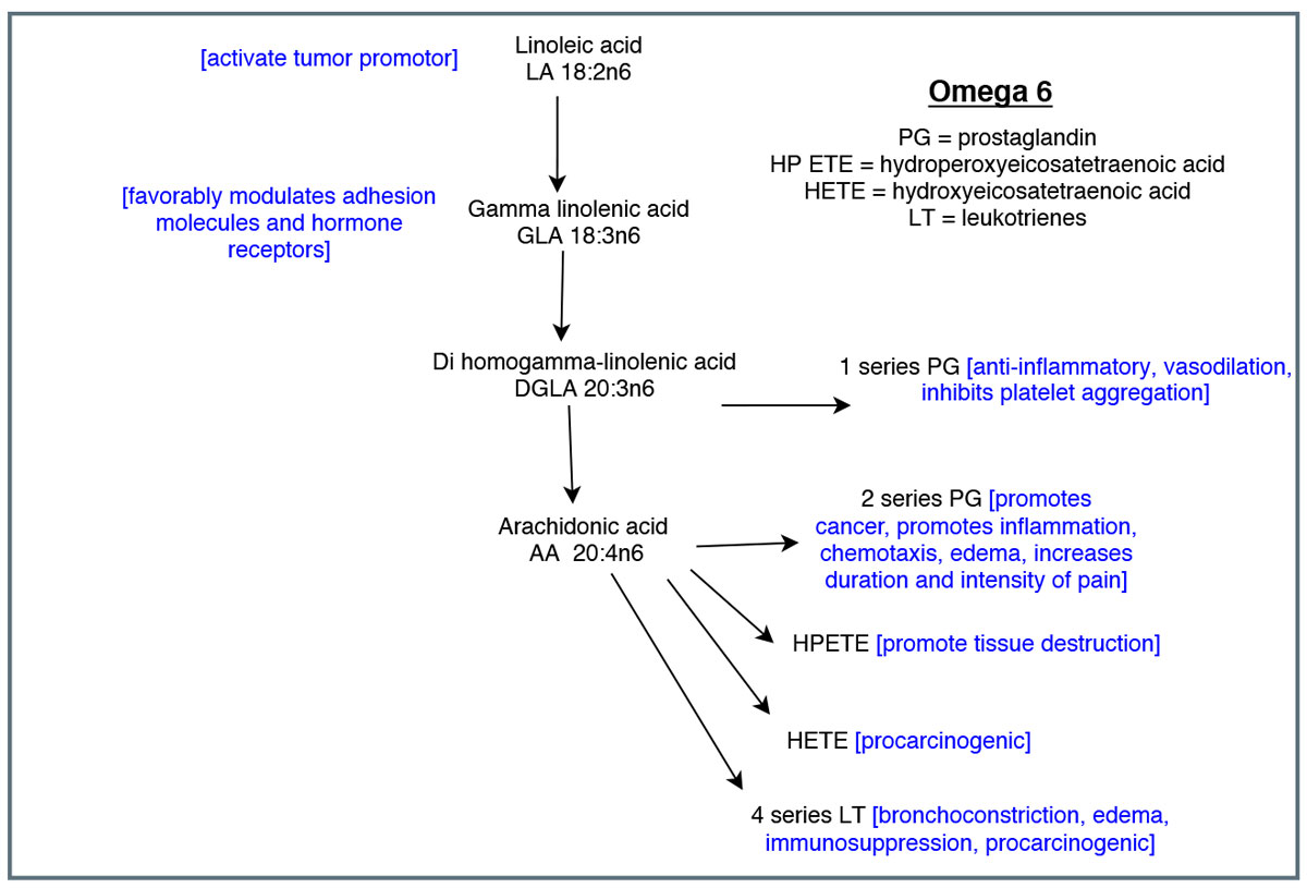 This diagram shows the cascade of omega-6 metabolism and eicosanoids. Adapted from Vasquez A.
