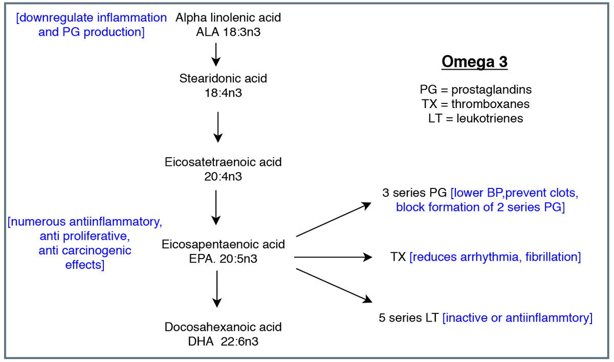 This diagram shows the cascade of omega-3 metabolism and eicosanoids. Adapted from Vasquez A.