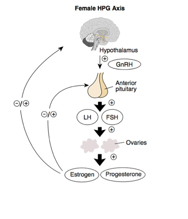 Fig. 1. The HPG axis runs a feedback loop that could cause PCOS if interrupted.