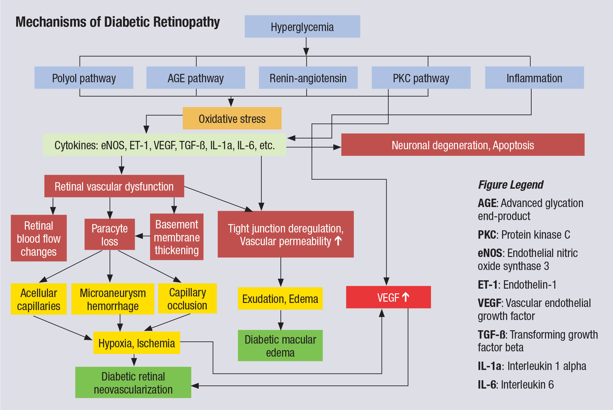 This chart illustrates the complex pathophysiology of DR. Note that VEGF elevation happens fairly late in the cascade and directly before neovascularization, which partly explains why anti-VEGF therapy must be maintained indefinitely. Other interventions, especially those that might blunt activity further upstream from VEGF, could have more long-lasting impact.