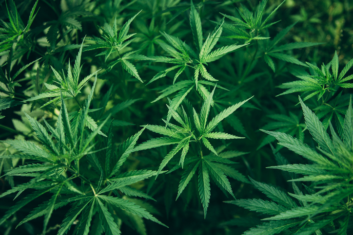 Cannabis users were found to have slower accommodative responses, possibly due to the effect the drug has on the nervous system and visual pathway and ciliary muscles. Photo: Getty Images.