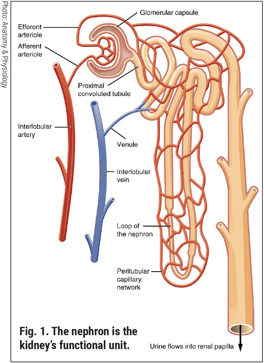 Fig. 1. The nephron is the kidney's functional unit.
