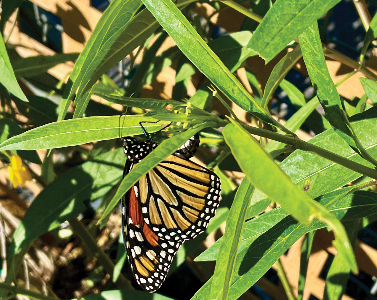 Milkweed is considered the monarch butterfly’s obligatory host plant.